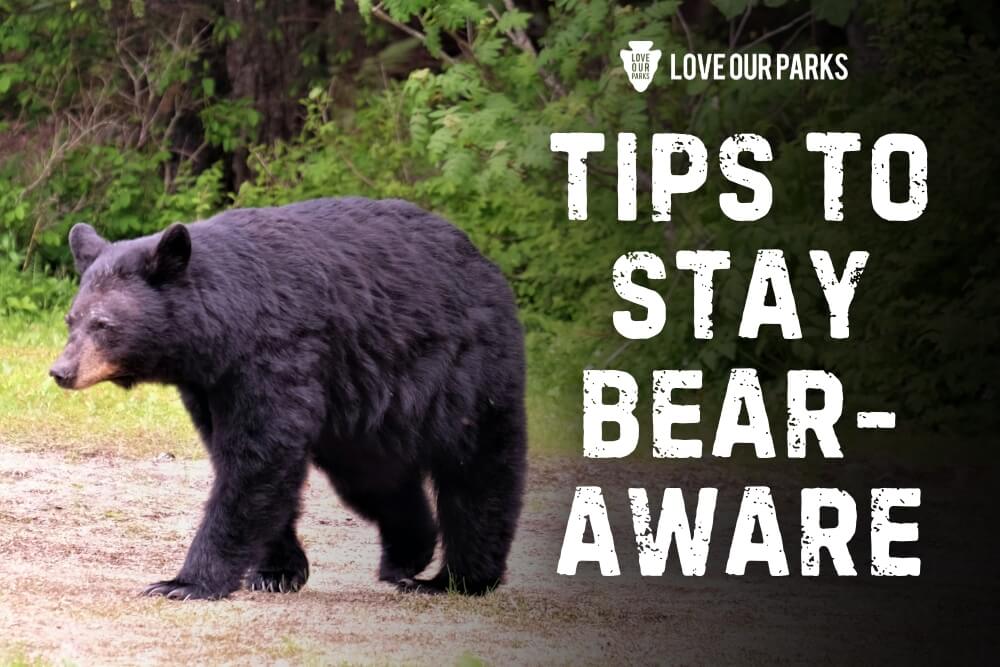 Hike Smart, Stay Safe: Bear Safety Tips for Your Next National Park Adventure