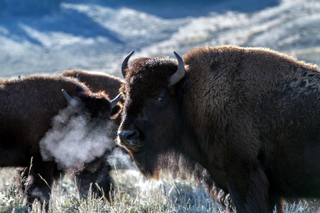 Florida Man Injured by Bison in Yellowstone National Park