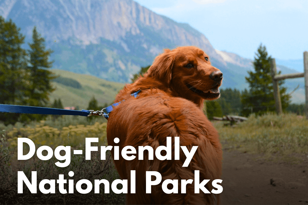 Dog-Friendly National Parks: Where to Bring Your Pup
