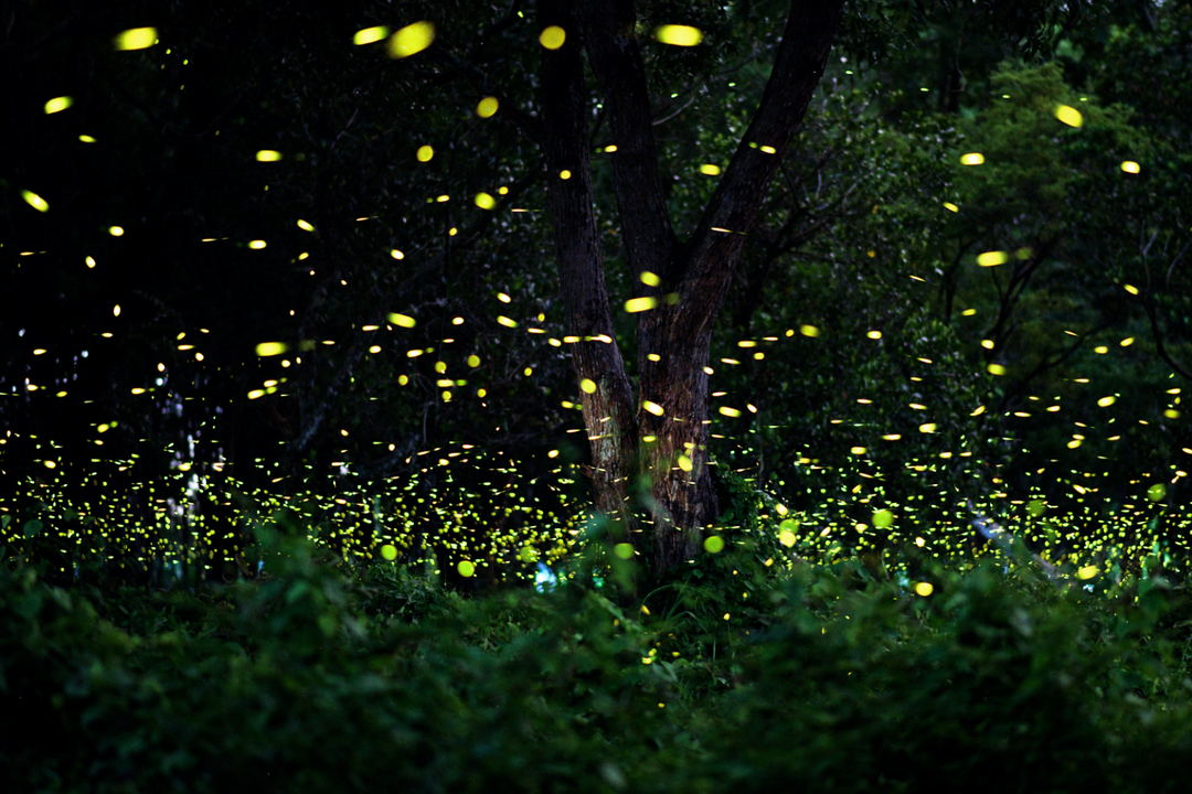 Great Smoky Mountains National Park:  The Magic of Synchronous Fireflies