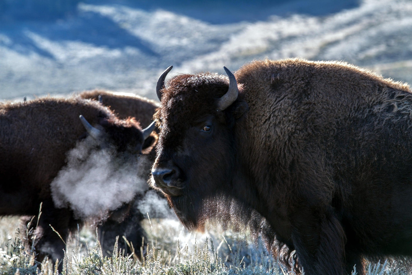 Yellowstone Bison Photo Credit: Klaus Stebani on PIxabay.com
