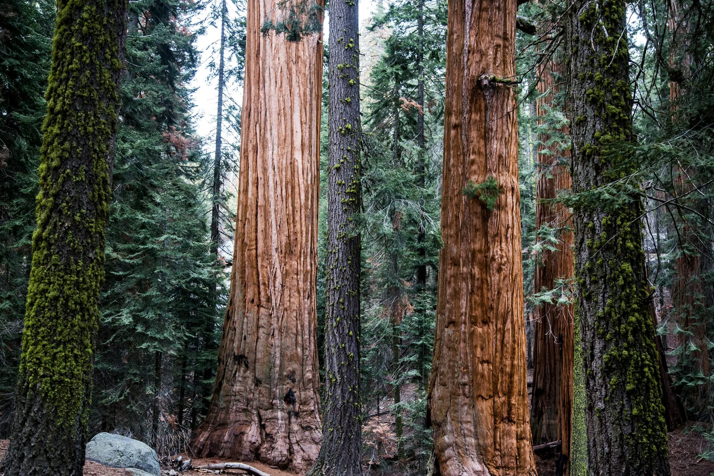 Sequoia National Park