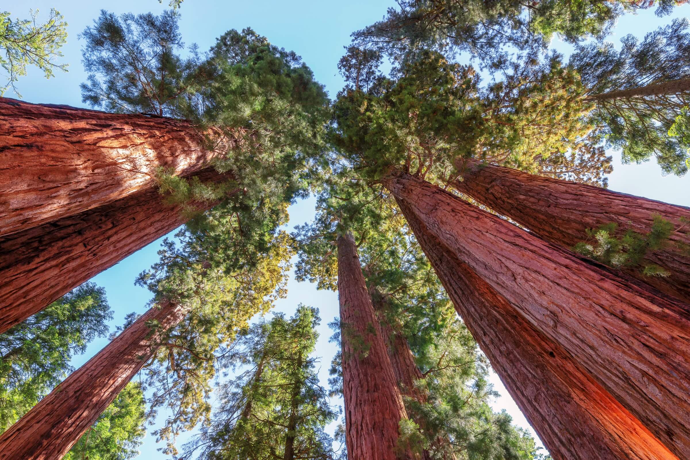 Sequoia National Park Collection - Shirts, stickers, and gifts