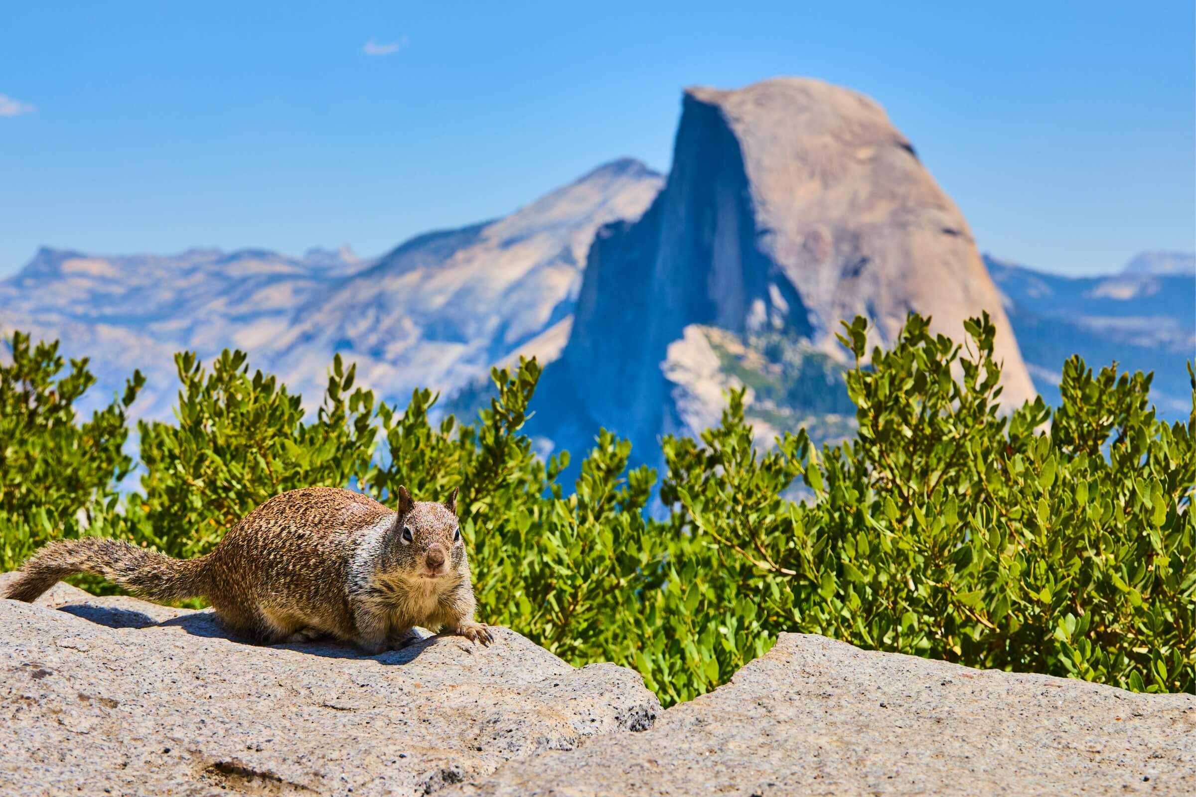 Yosemite National Park Collection - Shirts, stickers, and gifts